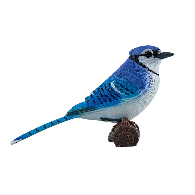 Blue Jay