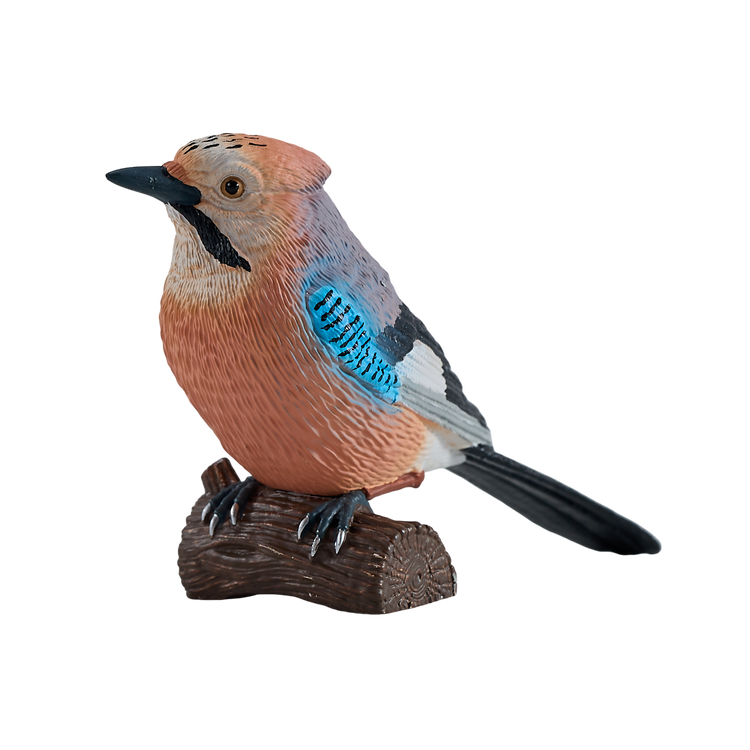 European Jay