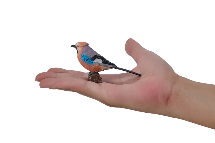 European Jay