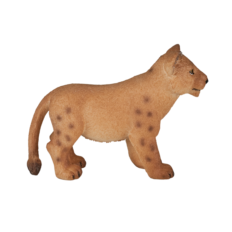 Lion Cub Standing