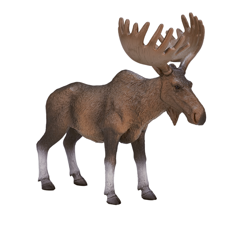 Moose