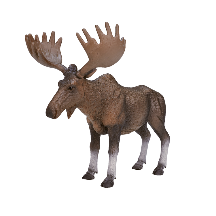 Moose