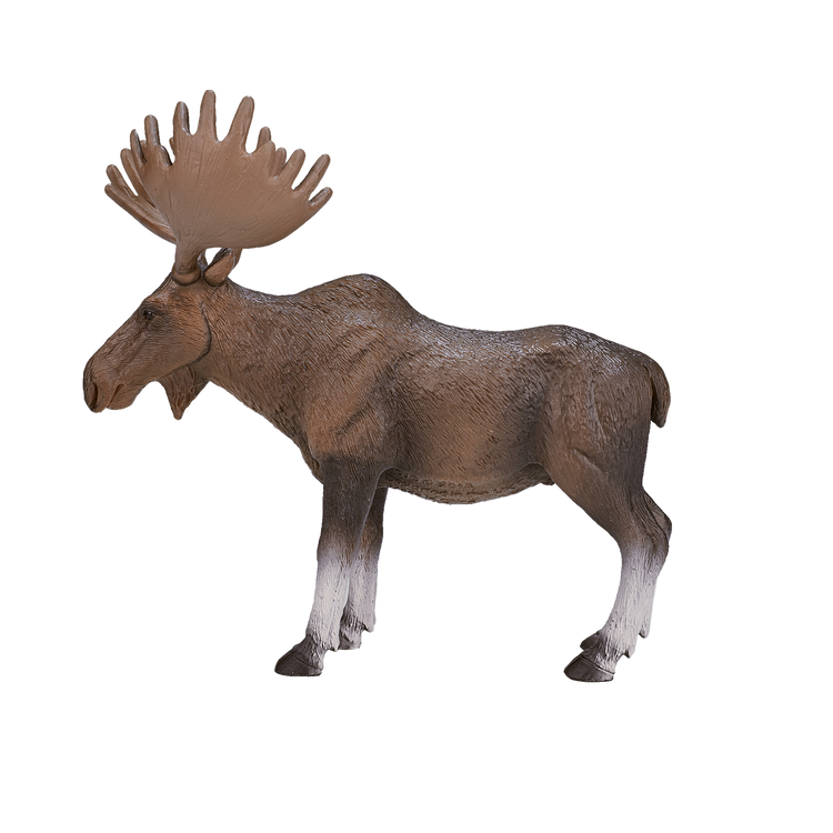 Moose