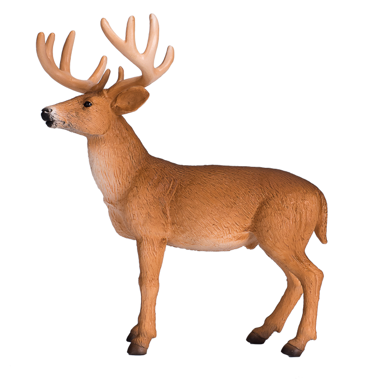 White Tailed Deer Buck