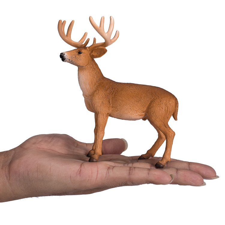 White Tailed Deer Buck