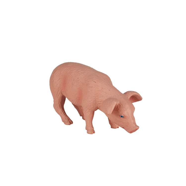 Piglet Feeding