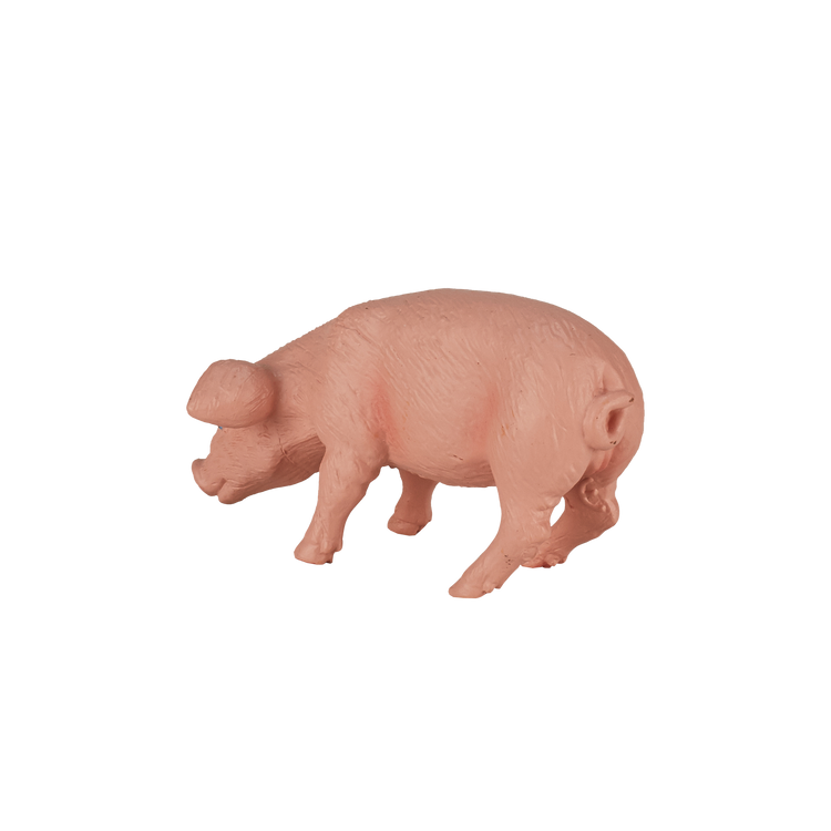 Piglet Feeding
