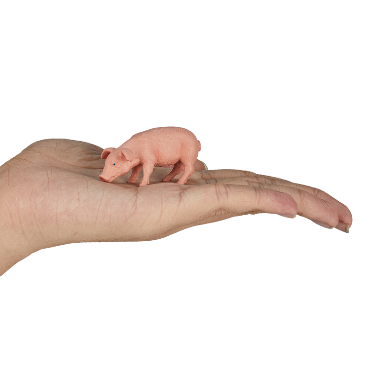 Piglet Feeding