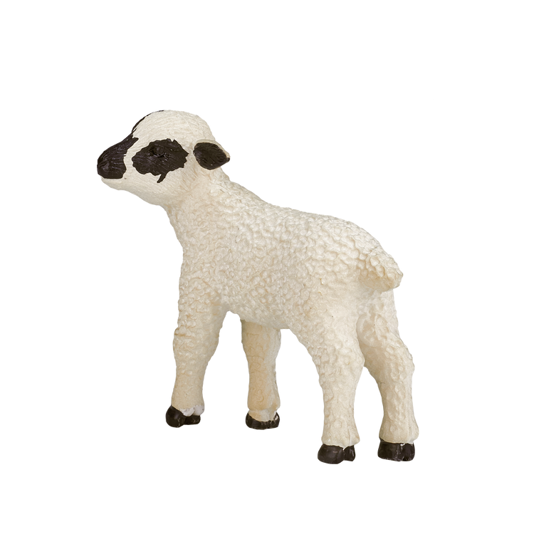 Black Faced Lamb Standing