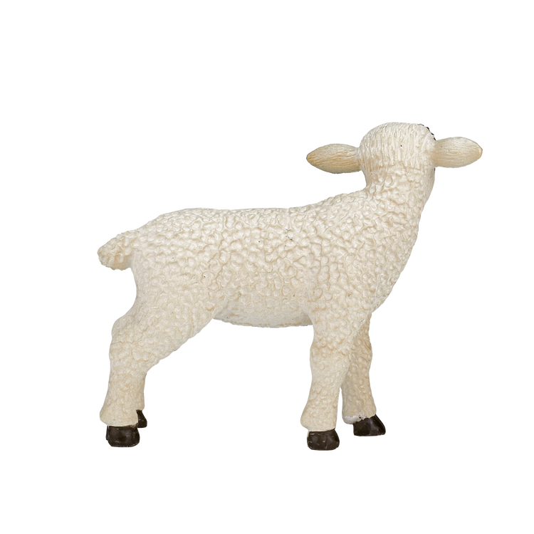 Black Faced Lamb Standing