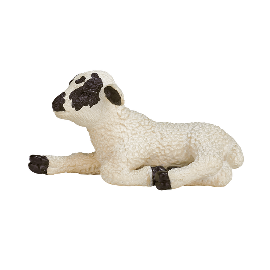 Black Faced Lamb Laying down