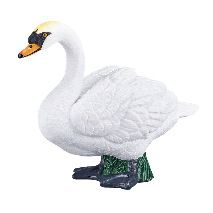 Mute Swan