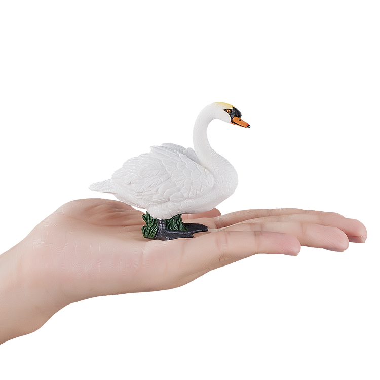 Mute Swan