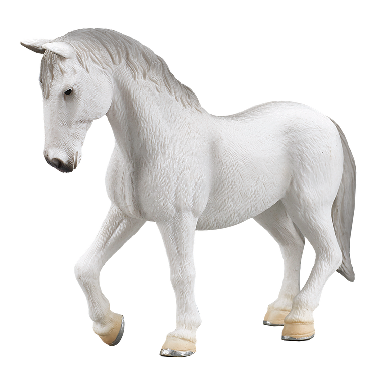 Lipizzaner Mare
