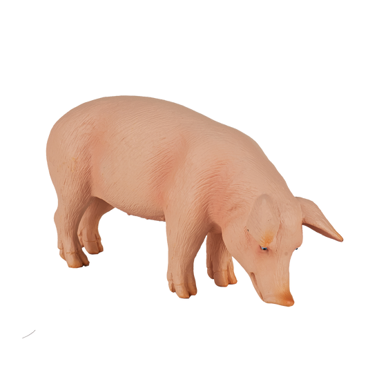 Pig (Boar)