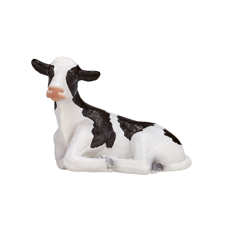 Holstein Calf laying down
