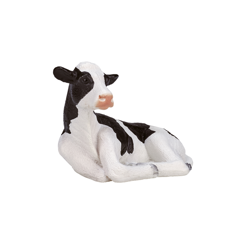 Holstein Calf laying down