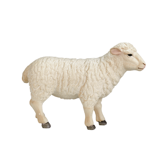 Sheep (Ewe)