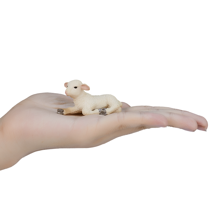 Lamb Laying down