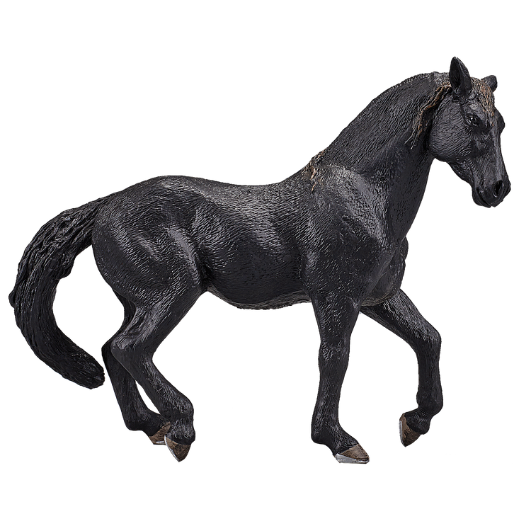 Andalusian Black
