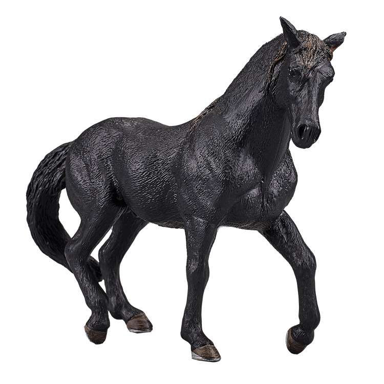 Andalusian Black