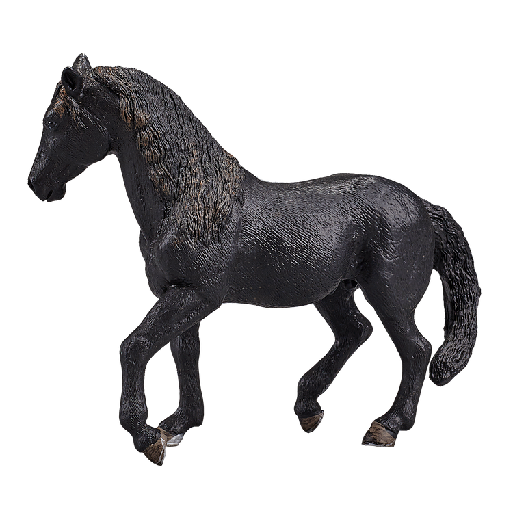 Andalusian Black