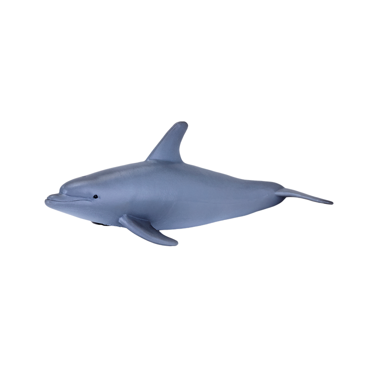Bottle Nose Dolphin