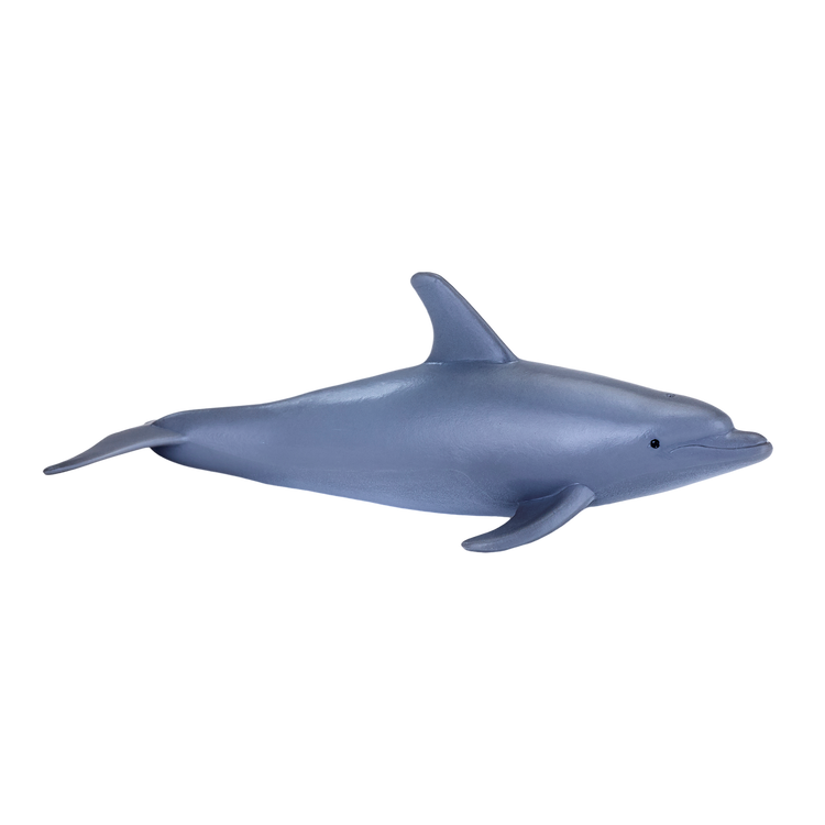 Bottle Nose Dolphin