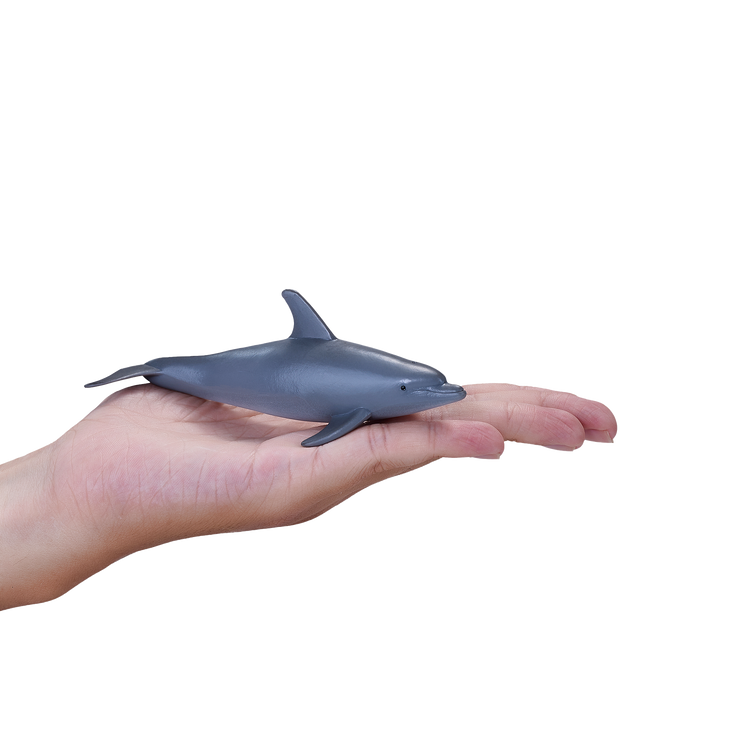 Bottle Nose Dolphin