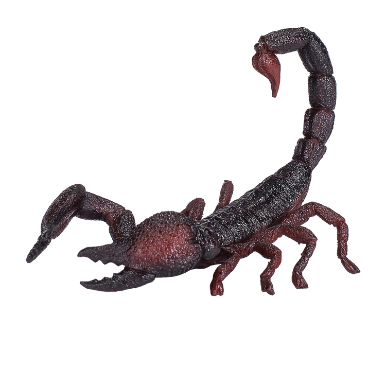 Emperor Scorpion