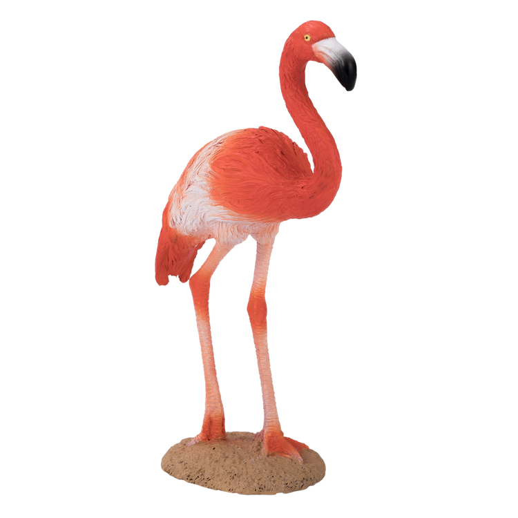 American Flamingo