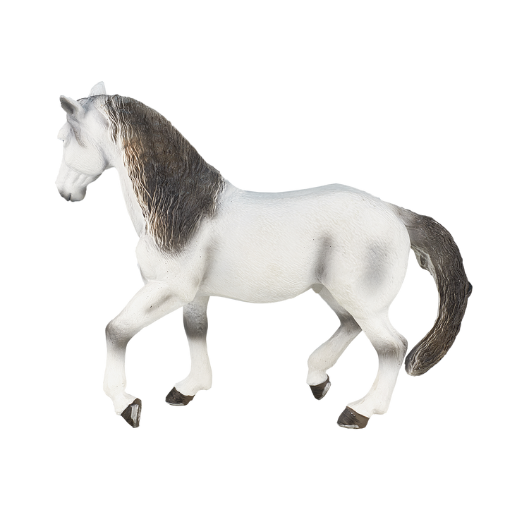 Andalusian Grey
