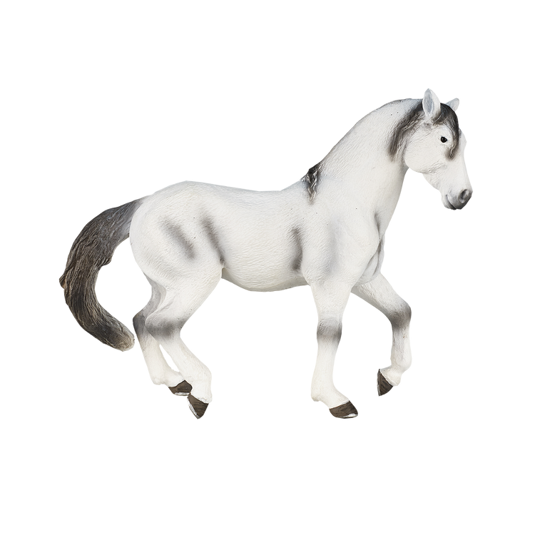 Andalusian Grey