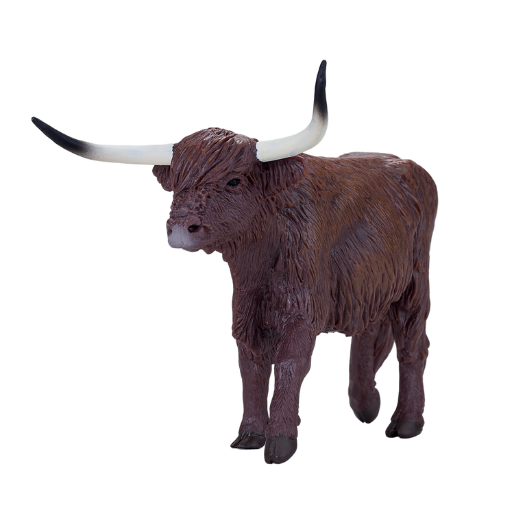 Highland Cow