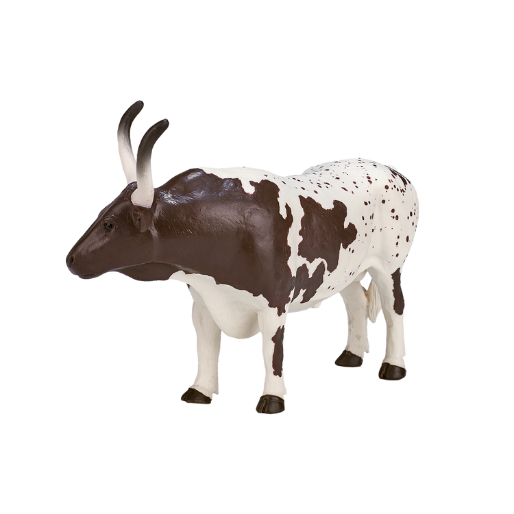 Texas Longhorn Bull