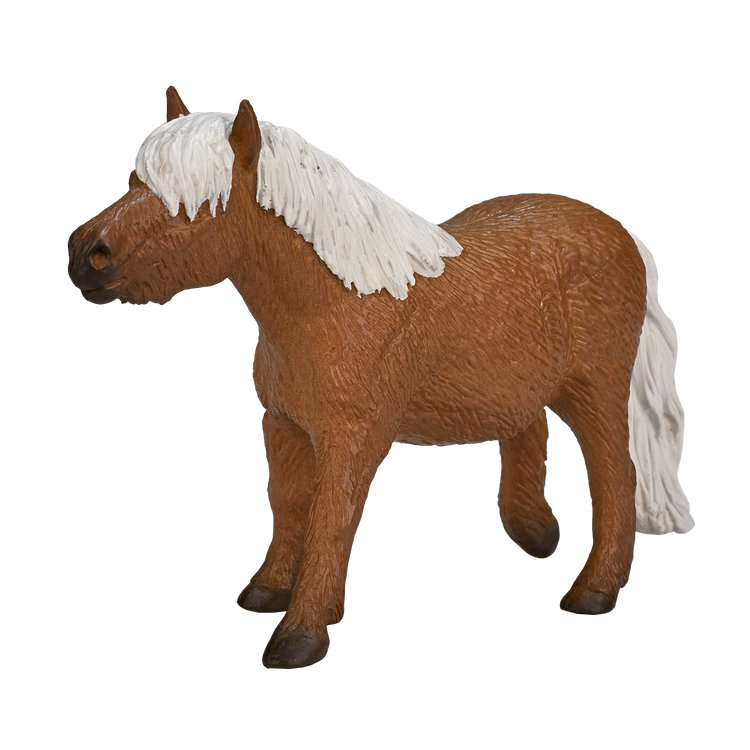 Shetland Pony