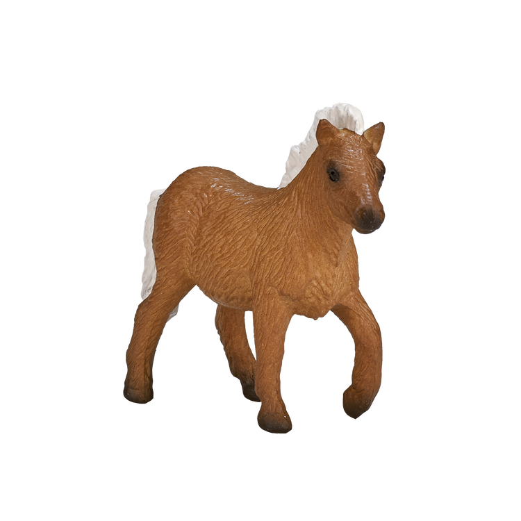Shetland Foal