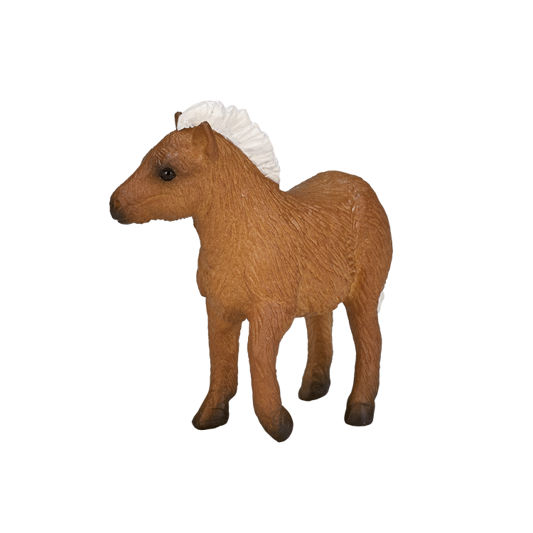 Shetland Foal