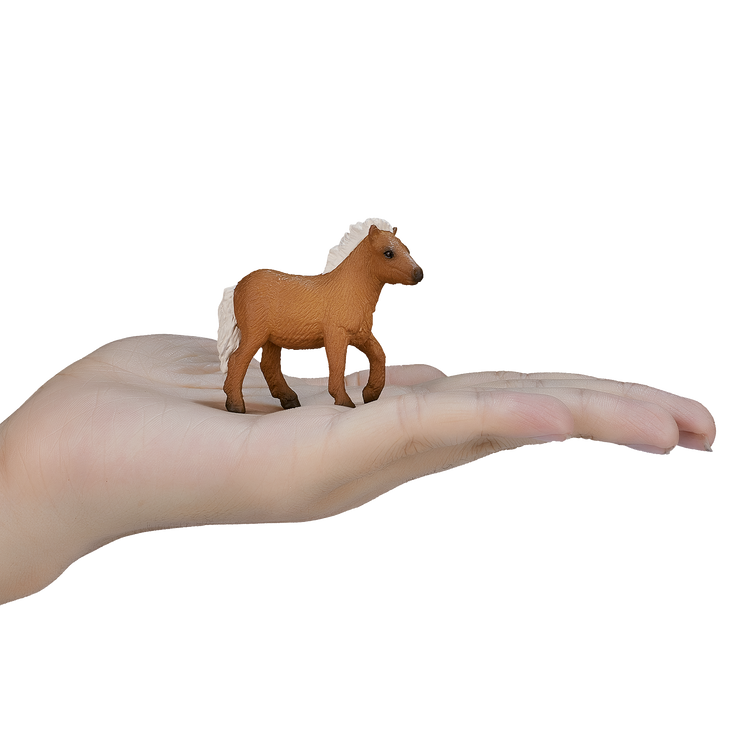 Shetland Foal