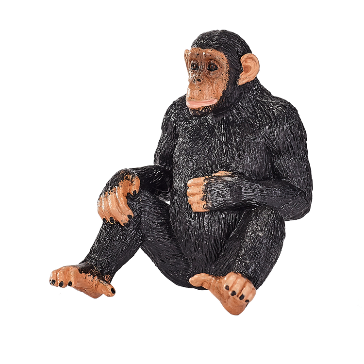 Chimpanzee