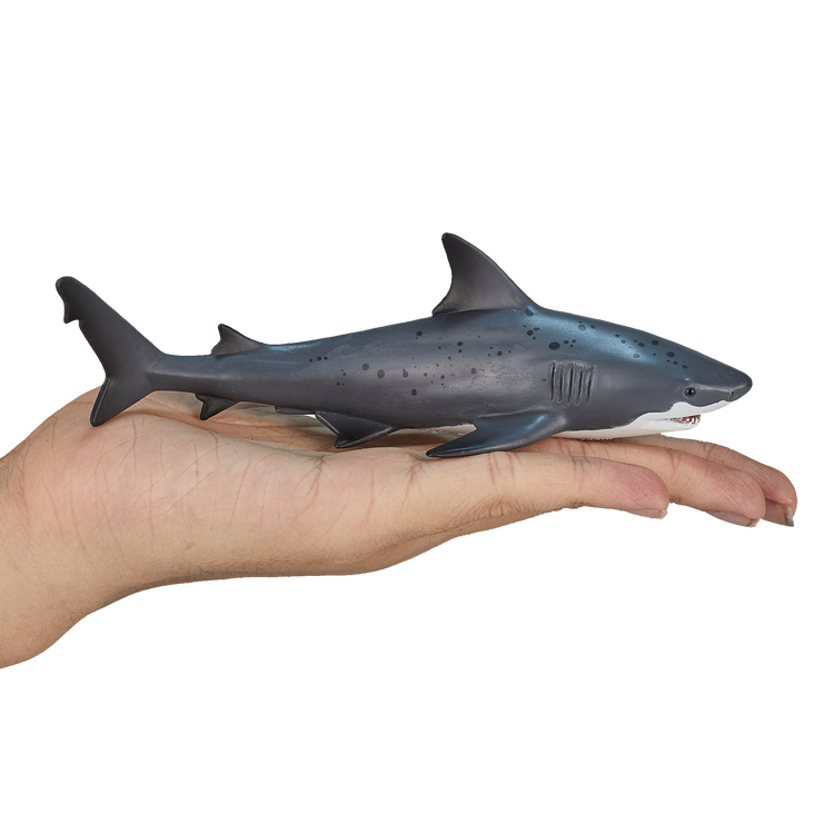 Bull Shark