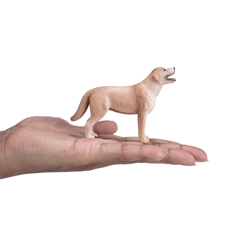 Labrador