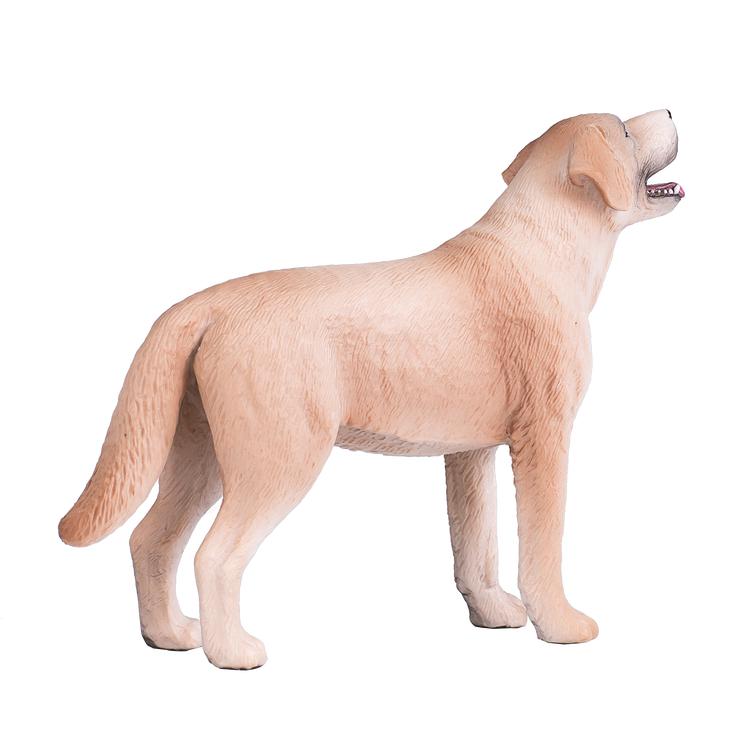 Labrador