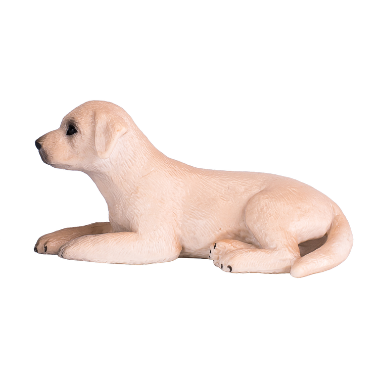 Labrador Puppy