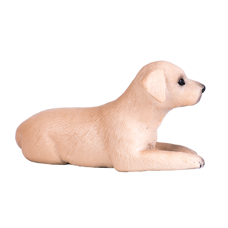 Labrador Puppy