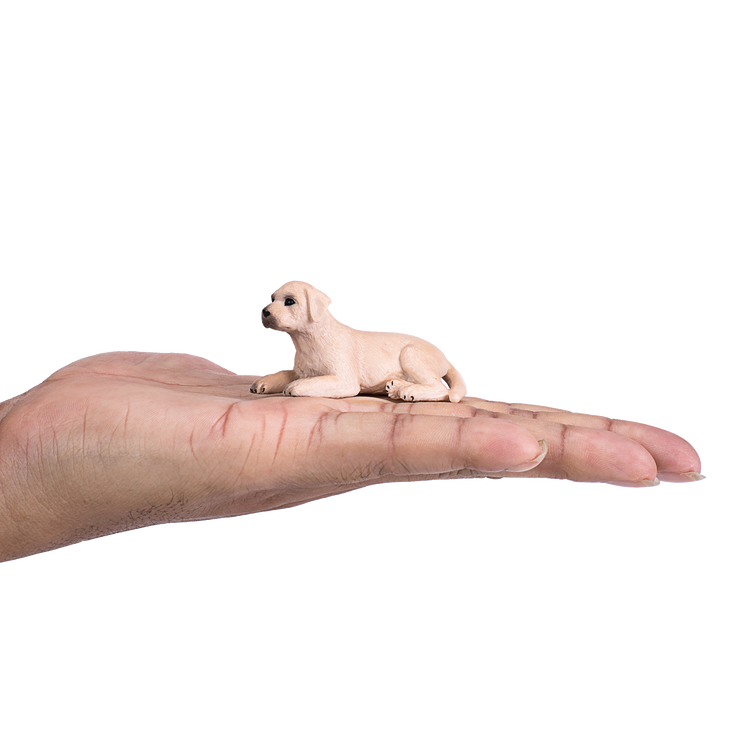Labrador Puppy