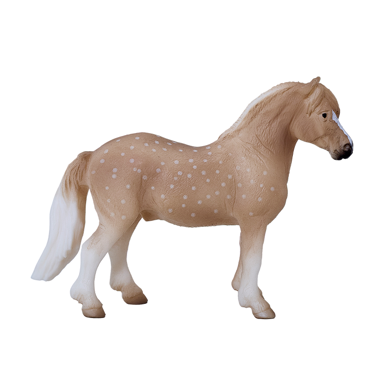 Welsh Pony