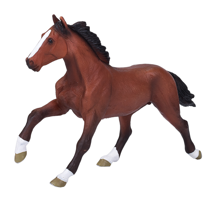 Thoroughbred