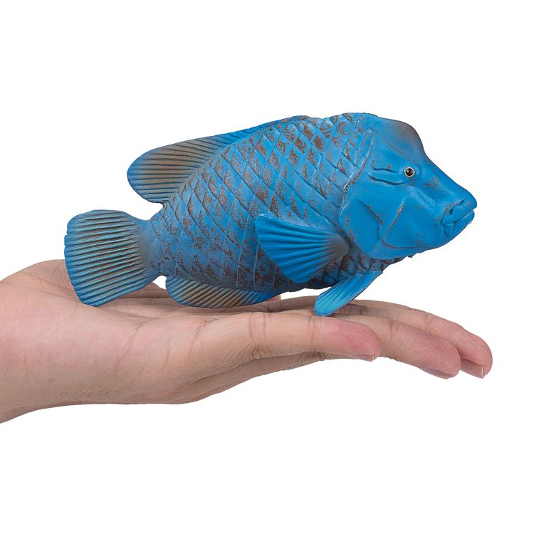Blue Groper