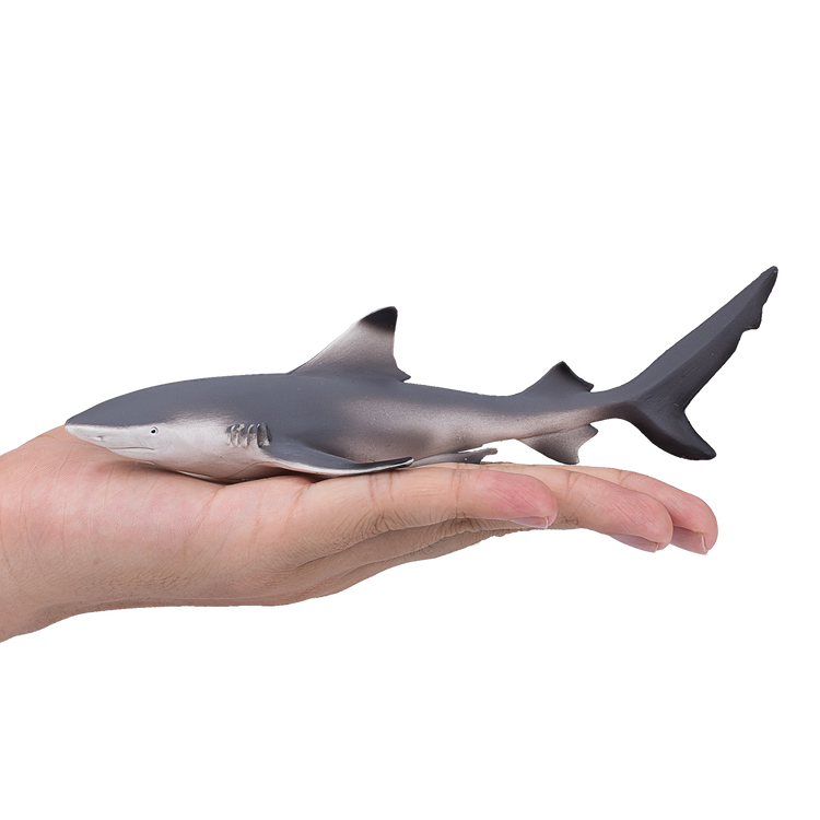 Blacktip Reef Shark
